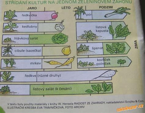 Zeleninový záhon s aksamietnicami pre ochranu proti škodcom