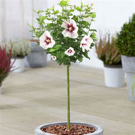 Ibištek sýrsky 'Red Heart' na kmienku