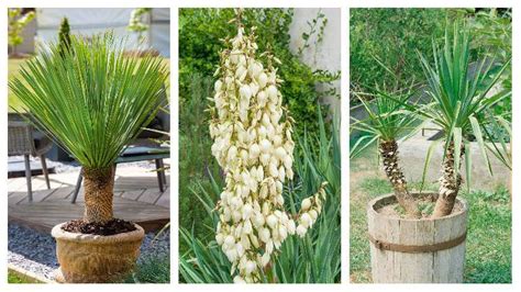 Zazimovaná juka v kvetináči