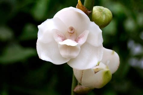Peristeria elata - holubia orchidea