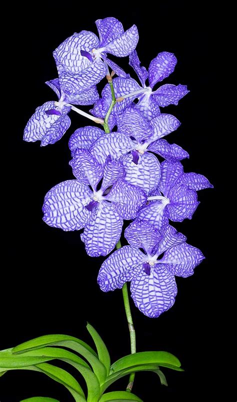 Vanda coerulea - modrá orchidea