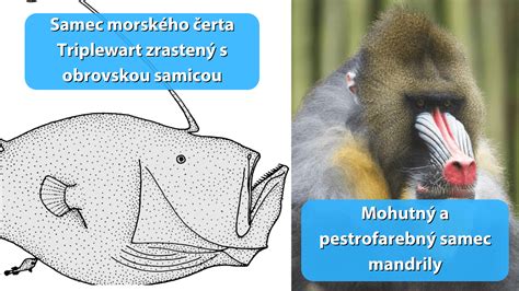 ilustrácia páru cicavcov prejavujúcich pohlavný dimorfizmus