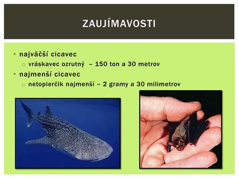 porovnanie mláďat vačkovcov a placentovcov