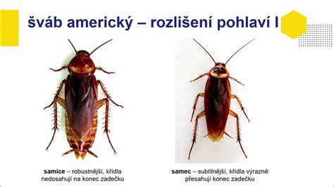 Detail sosáka samca a samice komára