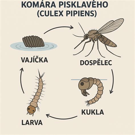 Komár saje krv