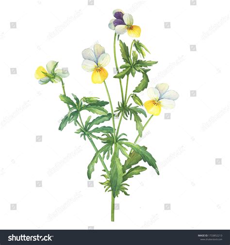 Ilustrácia fialky trojfarebnej (Viola tricolor L. ssp. arvensis)