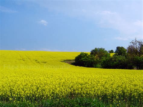 Repkové pole v kvete