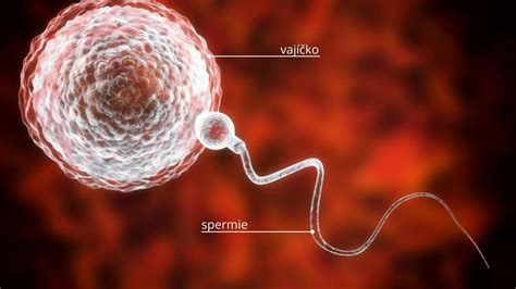Ilustrácia ľudských spermií a vajíčka