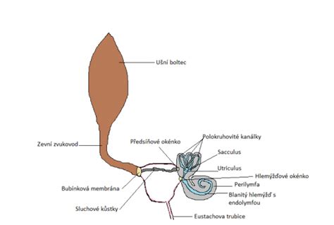 Schéma vonkajšieho a vnútorného oplodnenia