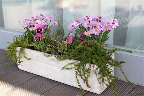 detail špenátu pestovaného v balkónovom truhlíku