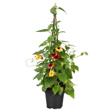 Oranžová Thunbergia krídlatá
