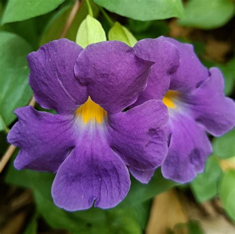 Thunbergia v kulinárstve