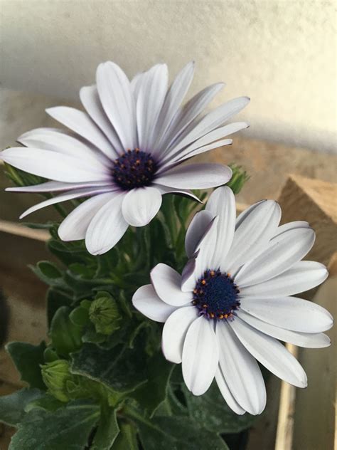 Osteospermum v rôznych odtieňoch
