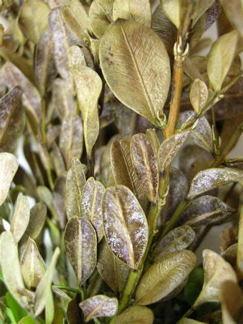 Listy buxusu napadnuté hubou Cylindrocladium buxicola