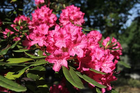 Pohľad na rozkvitnuté rododendrony v arboréte