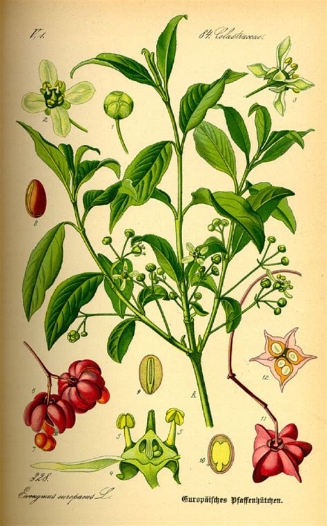 Bršlen európsky - ilustrácia rastliny