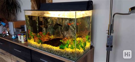 Akvárium s tetrou červenoústou