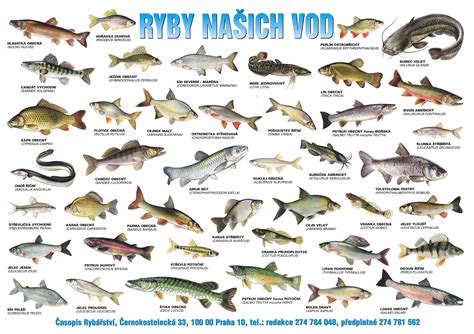 Různé druhy ryb v jednom akváriu