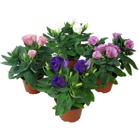 Rastlina Eustoma napadnutá voškami
