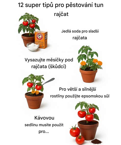 Zdravé a bohato kvitnúce paradajky