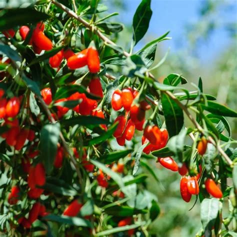 Ilustrácia plodov kustovnice čínskej