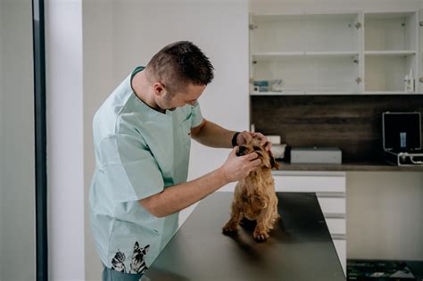 Veterinár vyšetrujúci psa