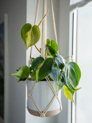 filodendron vo vode