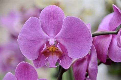 Orchidea ako interiérová rastlina
