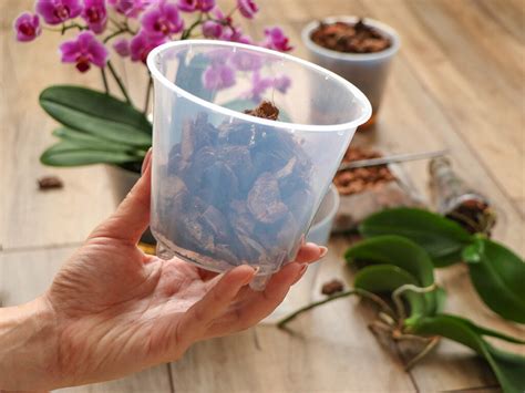 Orchidea a jej korene v priehľadnom kvetináči