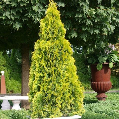 Tuja západná 'Golden Smaragd' v záhrade