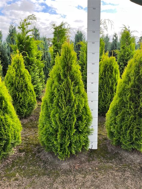 Rozdiel medzi Thuja occidentalis 'Smaragd' a 'Golden Smaragd'