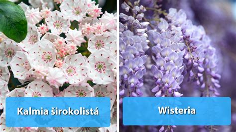 Grafika s príkladmi jedovatých rastlín a ich typickými príznakmi otravy