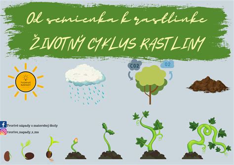 Ilustrácia: Vývoj jahody od semienka po plod