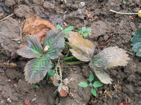 Infografika: Bežní škodcovia a choroby jahôd a ako proti nim bojovať