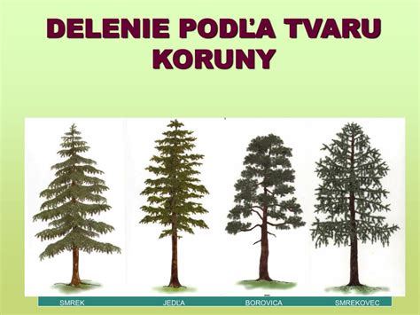 Rozličné druhy ihličnatých konárov