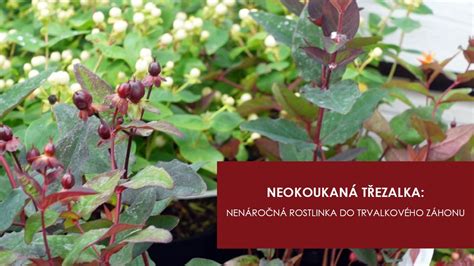 Schéma výsevu nechtíka lekárskeho do záhonu s rozostupmi