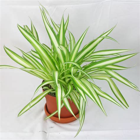 Chlorophytum comosum 'Variegatum'