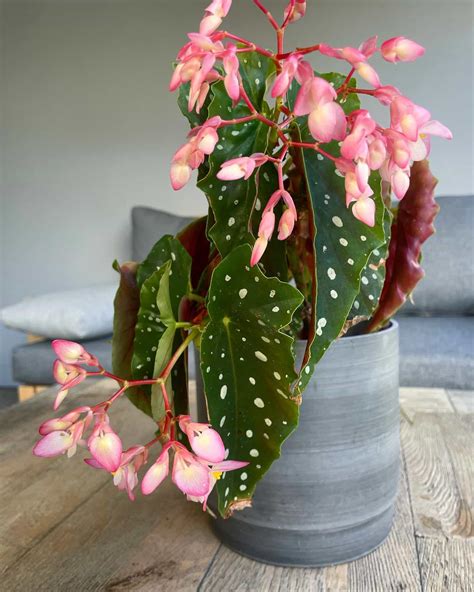 Begonia maculata s bielymi kvetmi