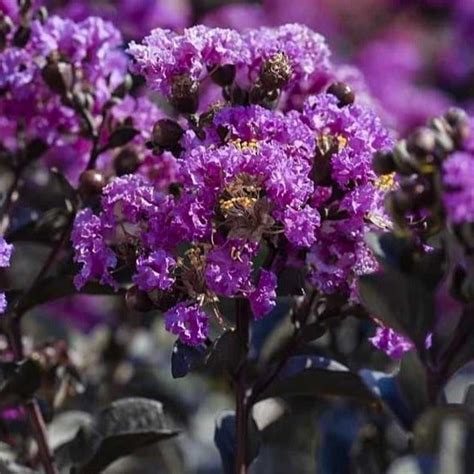 Myrta krepová 'Purely Purple' s tmavými listami a fialovými kvetmi
