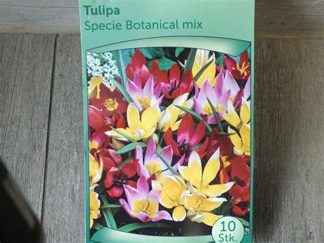 Tulipánové semenné lusky