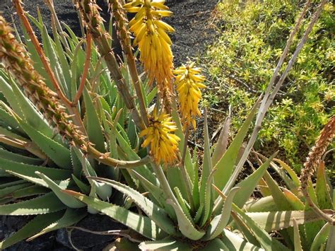 Detail kvetu Aloe vera