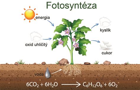 Infografika o ideálnych podmienkach pre rastliny (svetlo, voda, vzduch)