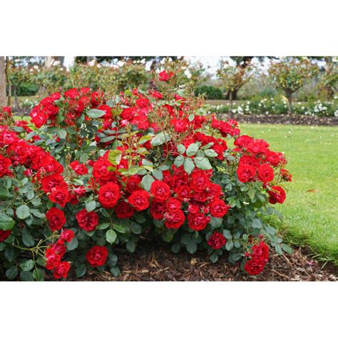 Kvitnúca ruža 'Black Forest Rose'