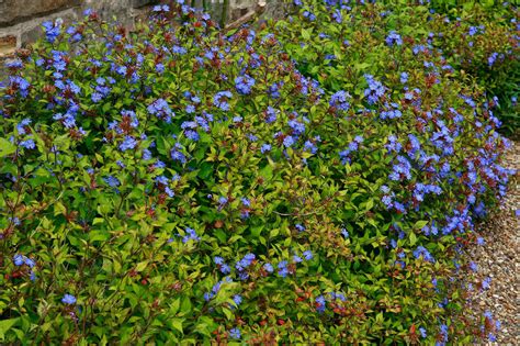 Ceratostigma willmottianum v plnom kvete s jesenným sfarbením