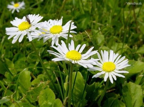 Sedmokráska obyčajná (Bellis perennis)