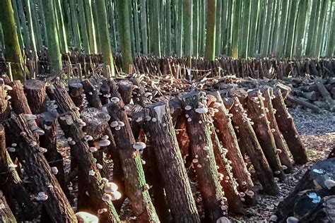 Pestovanie Shiitake na drevenom kmeni