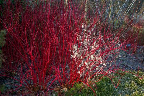 Farebné konáre svíbu v zime