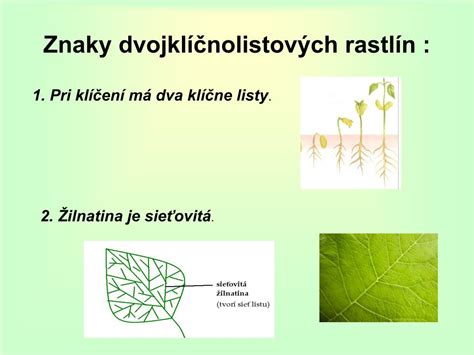 Príklady dvojklíčnolistových a jednoklíčnolistových rastlín