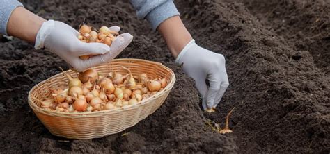 Rozdiel medzi cibuľou zo sadzačky a zo semena