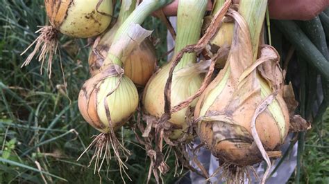 Cibuľa pestovaná vo vode